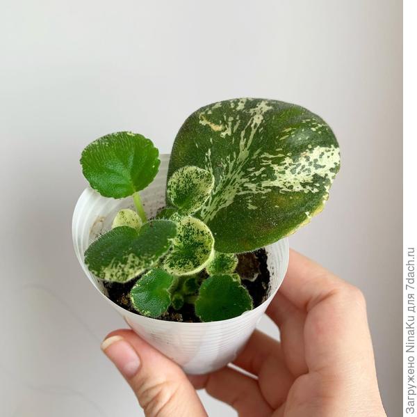 Легкий способ размножения - укоренение листового черенка