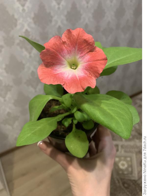 Первое цветение рассады