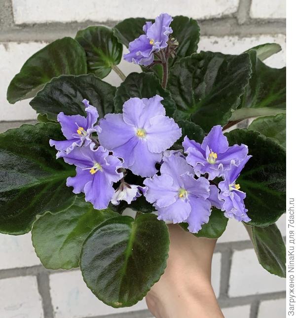 Омоложенная фиалка