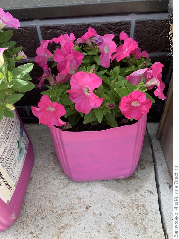 Петуния в небольшом контейнере