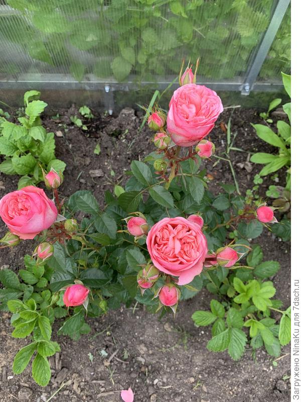 Роза в саду на второй год