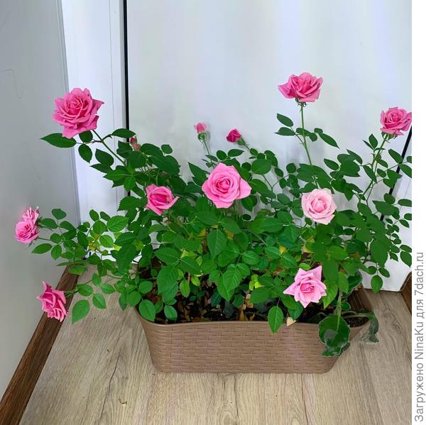Комнатная роза – выращивание и уход