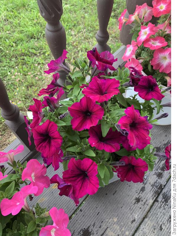 Разнообразие расцветок