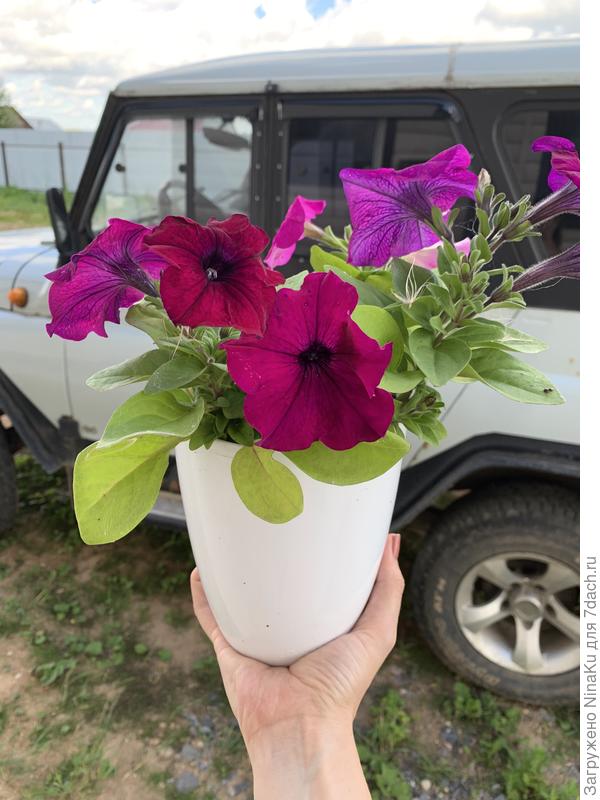 Три растения так и остались расти в одном маленьком кашпо