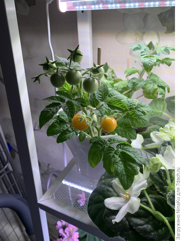 Детки-конфетки. 20см. Сладенький.