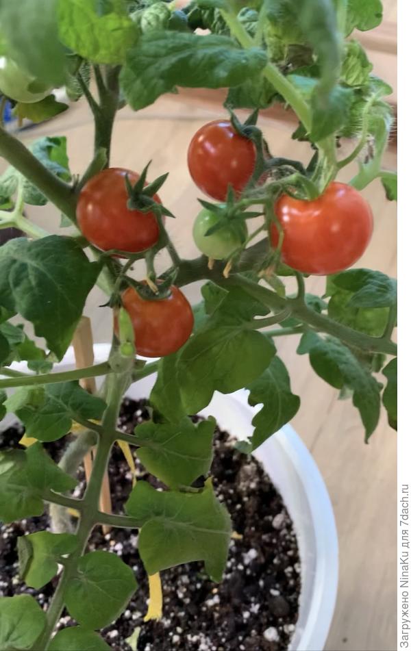 Клюква в сахаре. 30см. Кисло-сладкий.