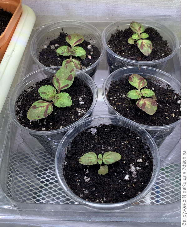 Вторая пересадка колеуса (конец марта)