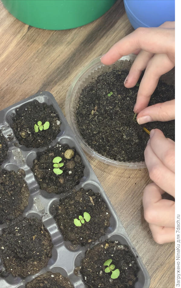 Первая пересадка (начало марта)