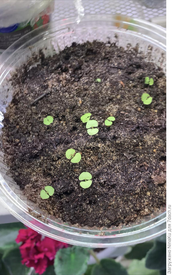 Всходы колеуса