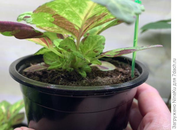 Без прищипки активно растут пасынки