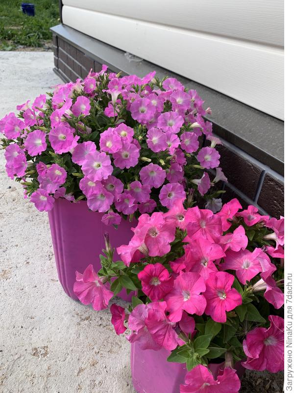 Контейнеры из канистр