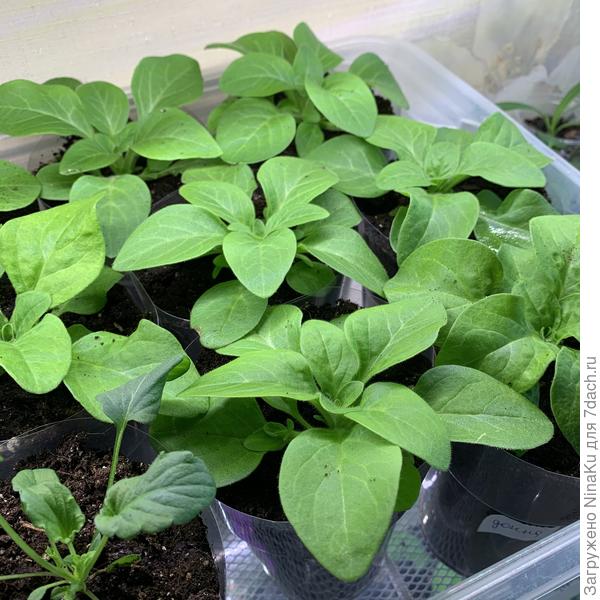 Петунии кустовые