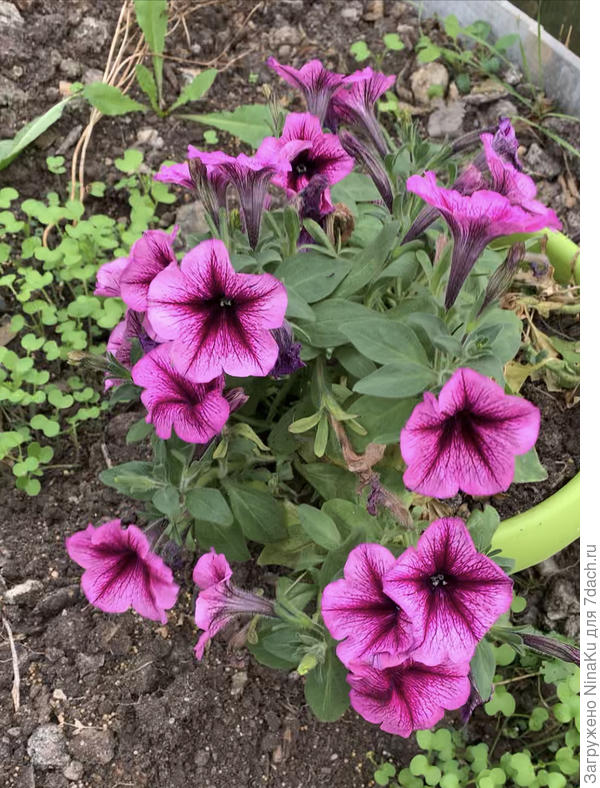 А так он выглядел в октябре. Уже в теплице, тк похолодало.