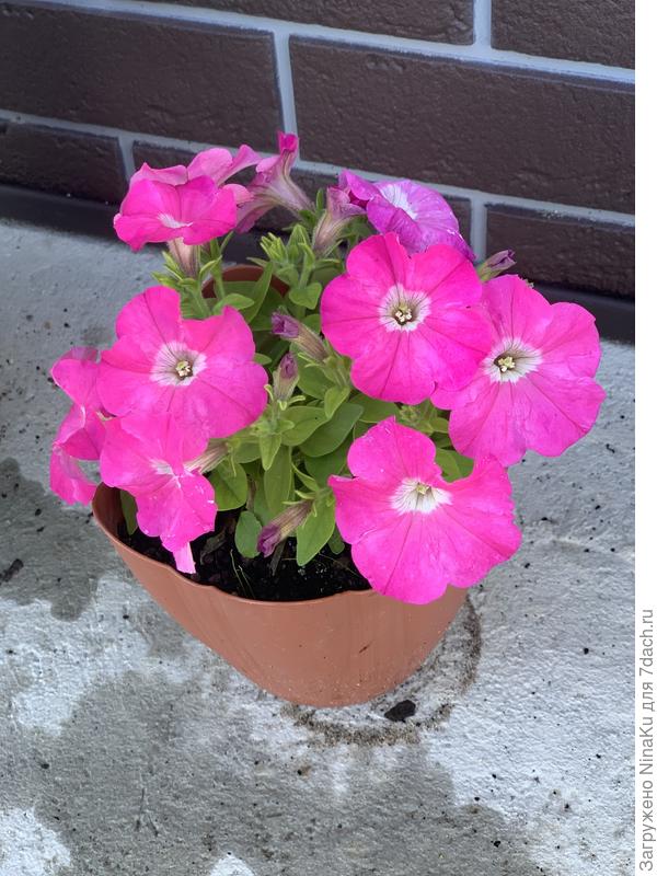 Петуния из своих семян