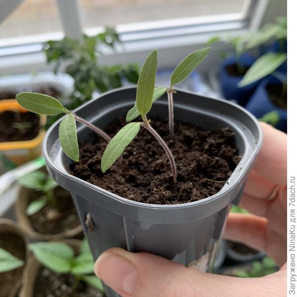 Томат Атомный виноград Бреда