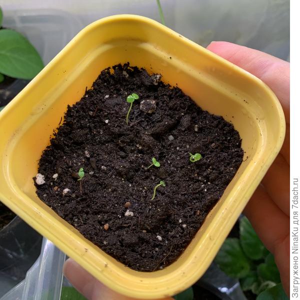 Львиный зев - очень тонкая рассада.