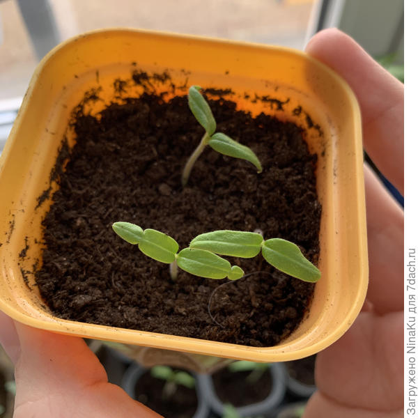 Томат Улуру Охра