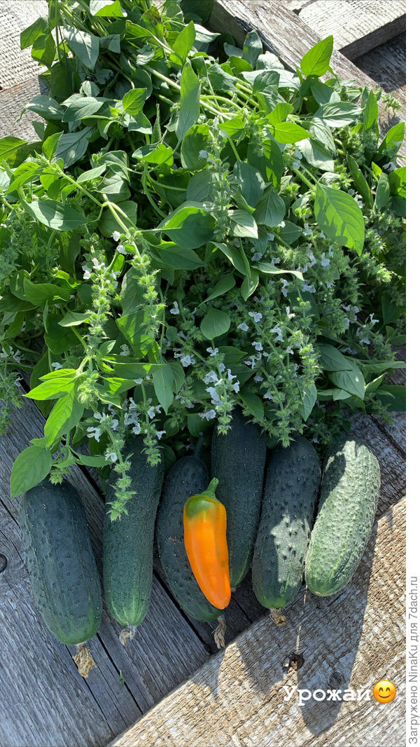 Первый урожай в 2020г и Оранжевая лакомка