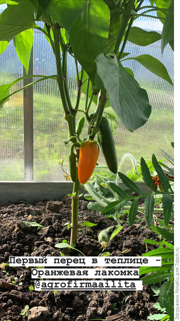 Первый перец