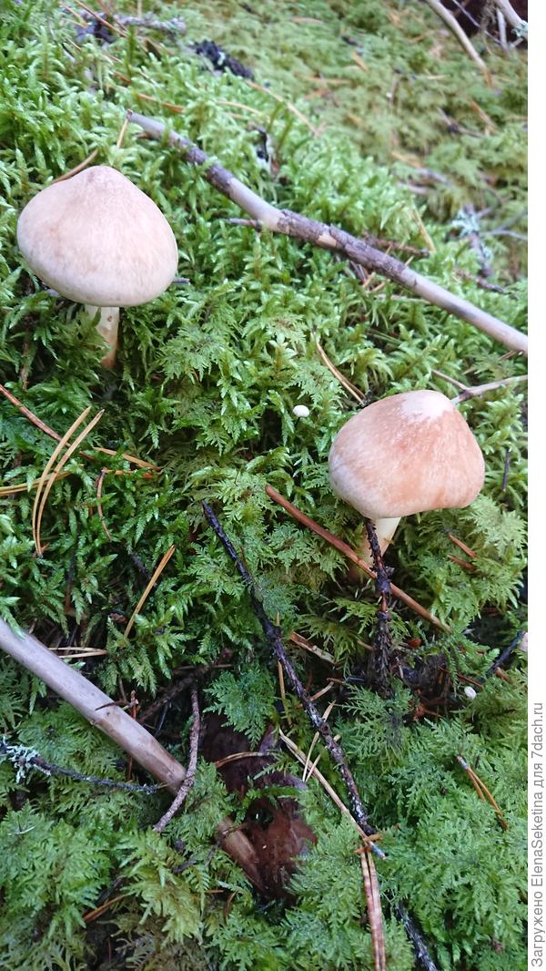 Что это за гриб?