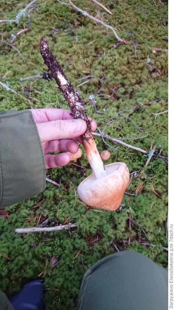 Что это за гриб?