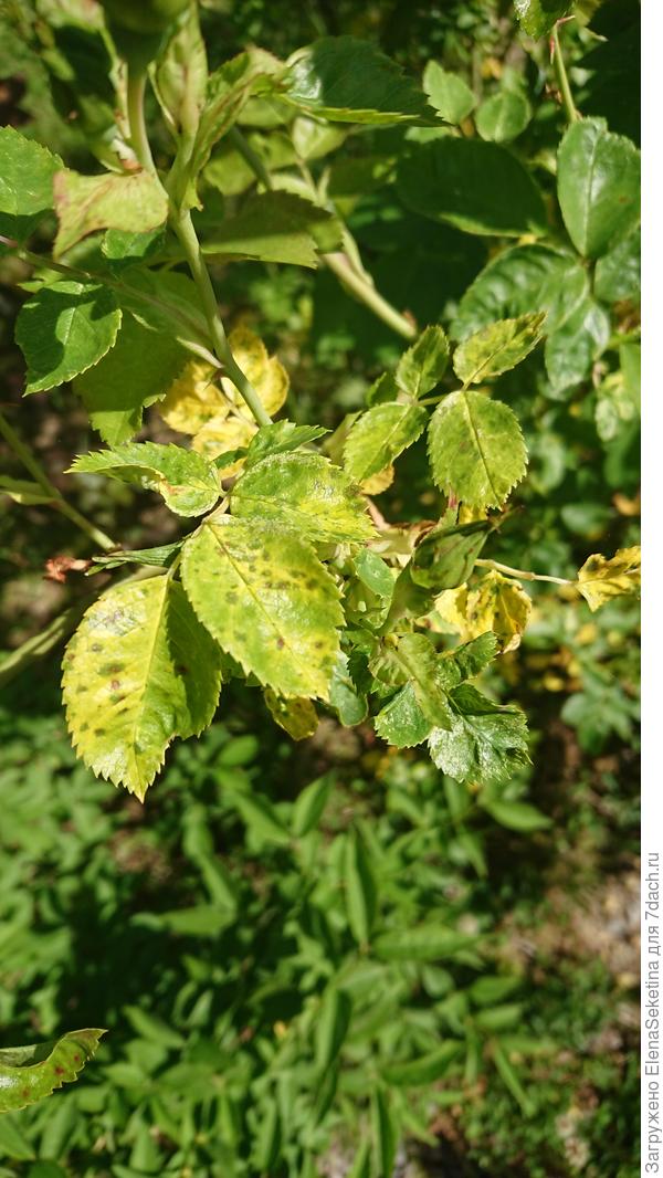 Листья розы вдруг пожелтели