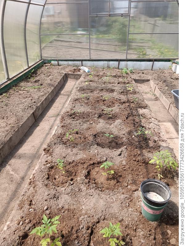 18.05.2024. Здесь хорошо видно, что вымерзло очень много, крупных кустиков раз-два и обчёлся, остальные досажены из запасов. Кстати, ещё одна причина, по которой я сею так много семян. Какая-то часть со скамейки запасных всегда идёт в ход.