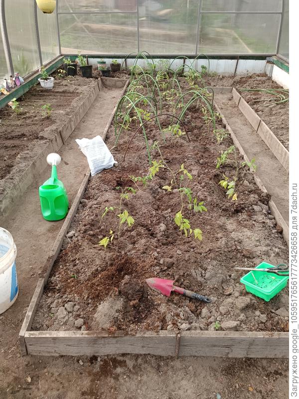 13.05.2025. Вымерзло 5 штук, из них два - даже под укрывным.