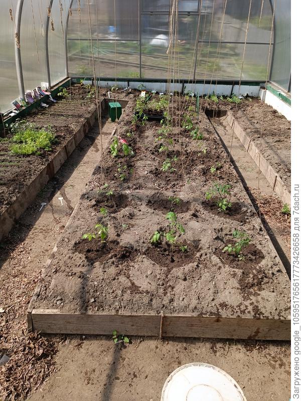 08.05.2023. Вымерзло кустов 8.