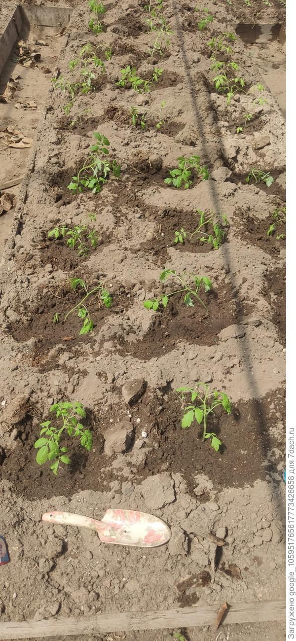 24.04.2022. Вымерзло почти всё, досаживала из запасов.