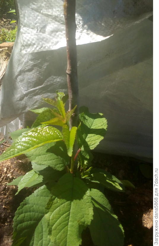 Дело в том что деревья были из питомника с закрытой корневой системой,укрыты были основательно,продавец мне сказала что они в горшках зимовали под открытым небом.Если они замерзли но дали хоть и поздно вот такую поросль , я попробую их спасти.подожду немного возможно они с порослью поднимуться выше,а потом спилю основной ствол,замажу варом а из поросли попробую  одну штуку наклонить и укоренить,а вторую выберу из других и пущу за основной ствол.возможно удасся спасти,очень жаль время,денег и сам саженец.если буду спиливать наверное поросль выкопаю  и дам шанс окрепнуть перезимовать в подвале.Рука не поднимется выбросить.они мне уже как дети..виноград,тоже поздно проснулся.а те што зимовали в подвале цветут и пахнут.дальнейшие манипуляции буду выкладывать сюда для опыта другим,как надо или не нужно спасать саженцы с такими проблемами.Спасибо вам огромное за подсказку.Я тоже думаю что купила зря большие,в сортах я не сомневаюсь,это Жуковский питомник Московсой области,у нас в Москве не такие суровые зимы, а вот в качестве саженцев я усомнилась сразу они были полу лысые,утепляла все деревья одинаково, со сливой все хорошо,на черешне и вишне почки до сих пор крупные,но поросль идет почему-то снизу и на концах веточек.