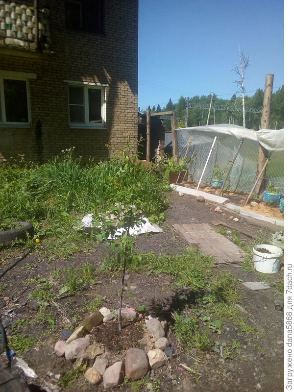 между 2мя сливами.это слива президент, а слева яблоня Конфетное все живы и здоровы,штрифель стояла  4я напротив конфетки у закрытого забора от ветров у винограда ...почему так случилось...буду смотреть, если поросль не даст куплю еще раз.все деревья буду увозить на  другой участок осенью или в конце лета.больные или обновлено выжившие будут зимовать в подвале,и как поет  Океан Ельзи. я не сдамся без бою....