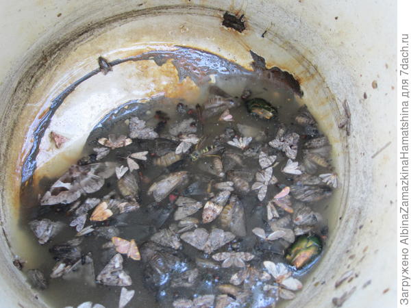 ловушка с квасом