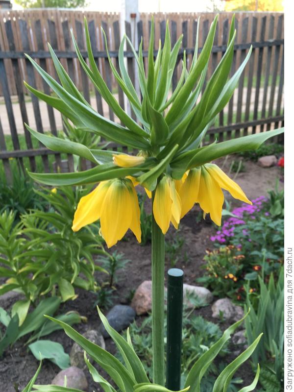 Рябчик Лутеа