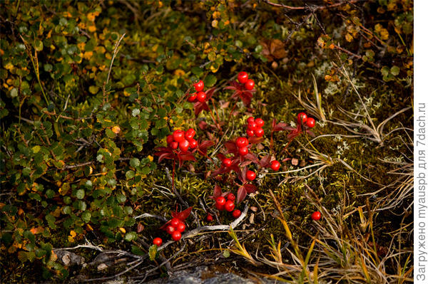 (В статье был похожий Арктоус альпийский, но это точно не он..)