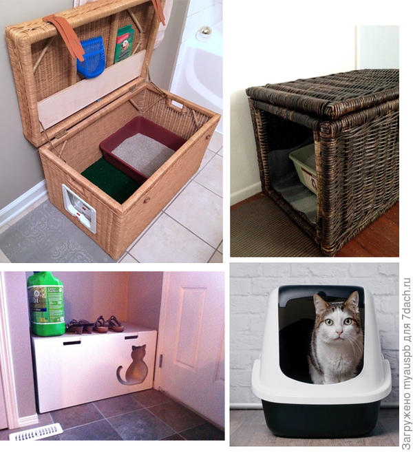 Где правильно организовать туалет для крупной кошки (мейн-кун) в квартире?  - ответы экспертов 7dach.ru