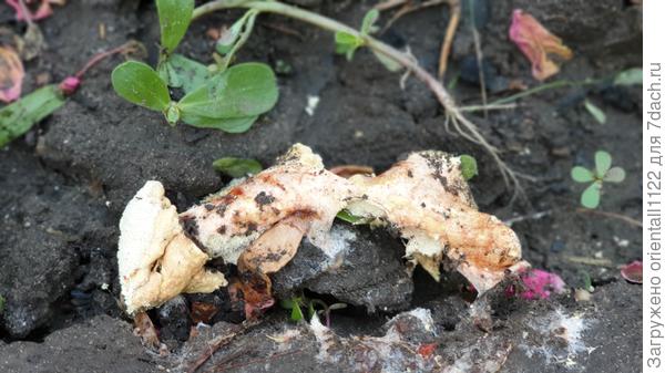 Это обратная сторона