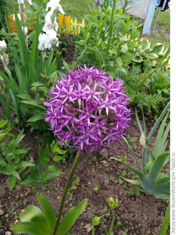 Аллиум Пепл Рейн