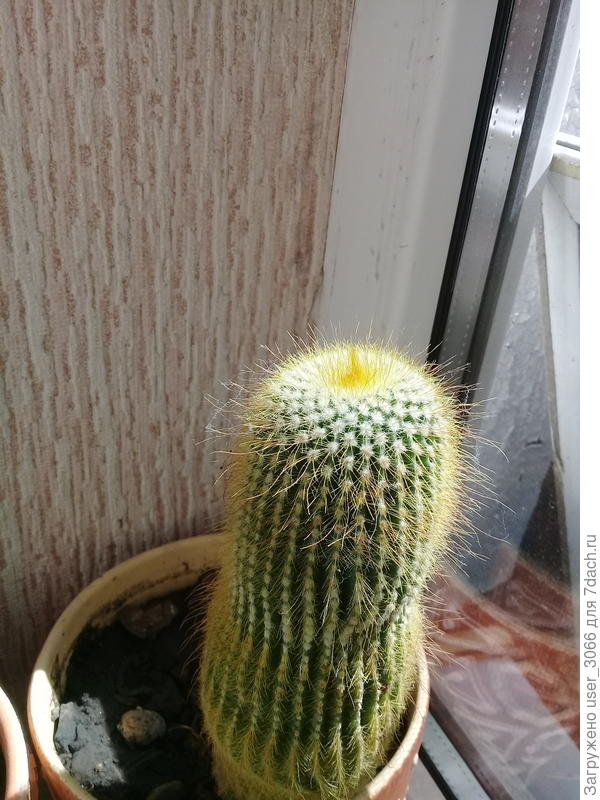 Подскажите пожалуйста название кактусов