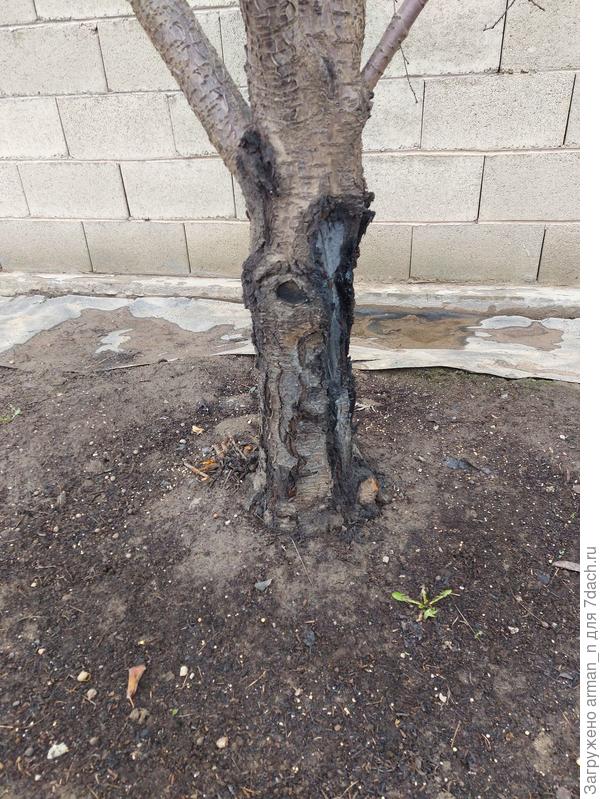 Вишня вид сбоку.