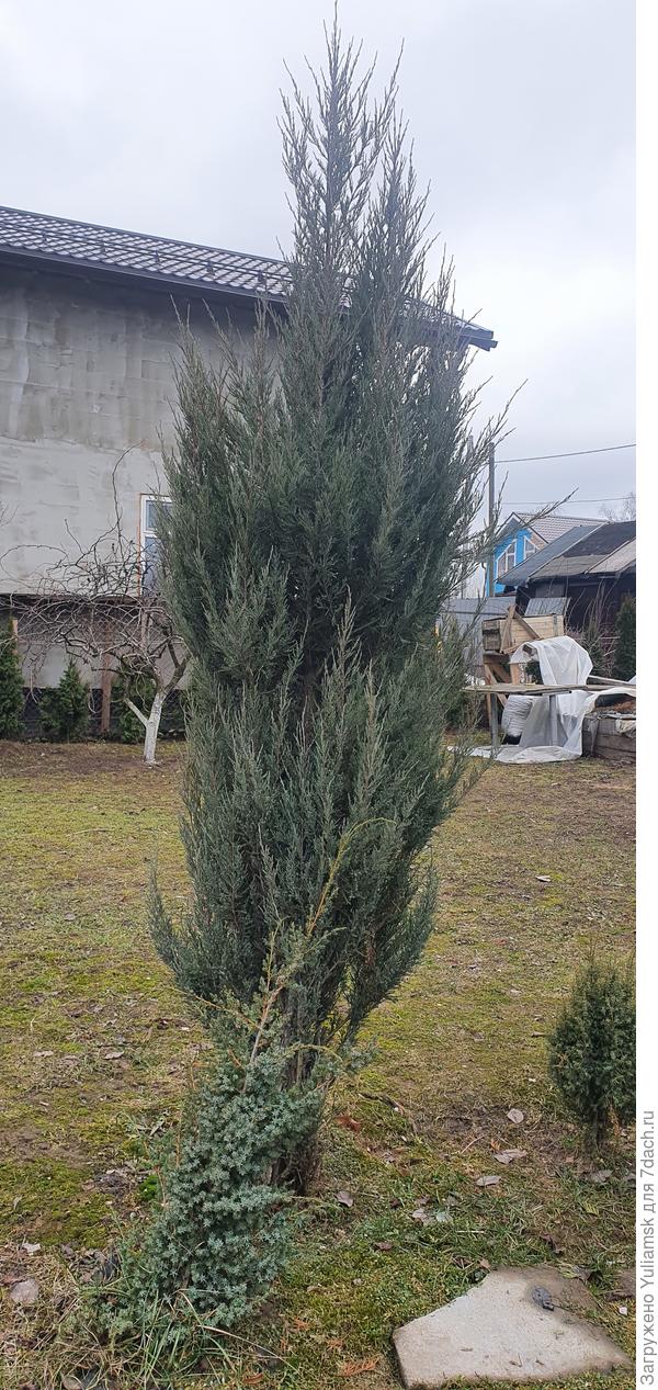 И можжевельников и туи прижились!!!!