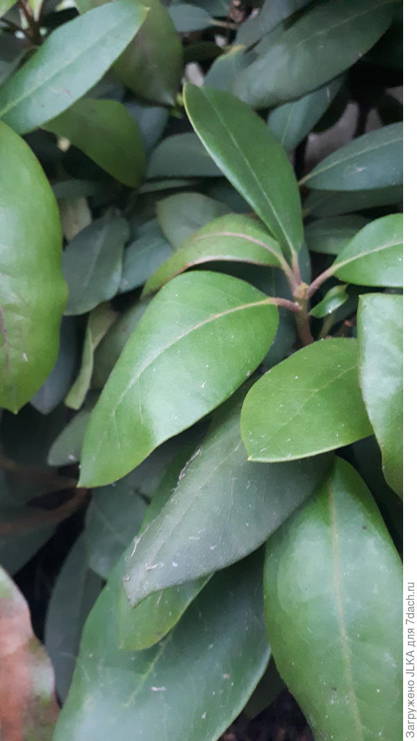 Вот так выглядят листья. Поникшие.