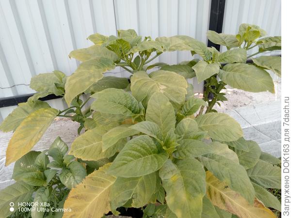 Бругмансия