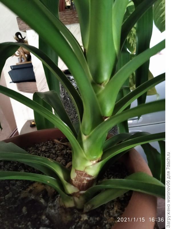 Ствол другой совсем