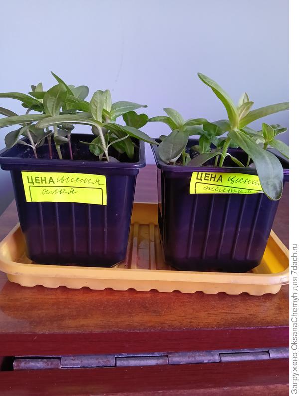 Цинния алая и желтая