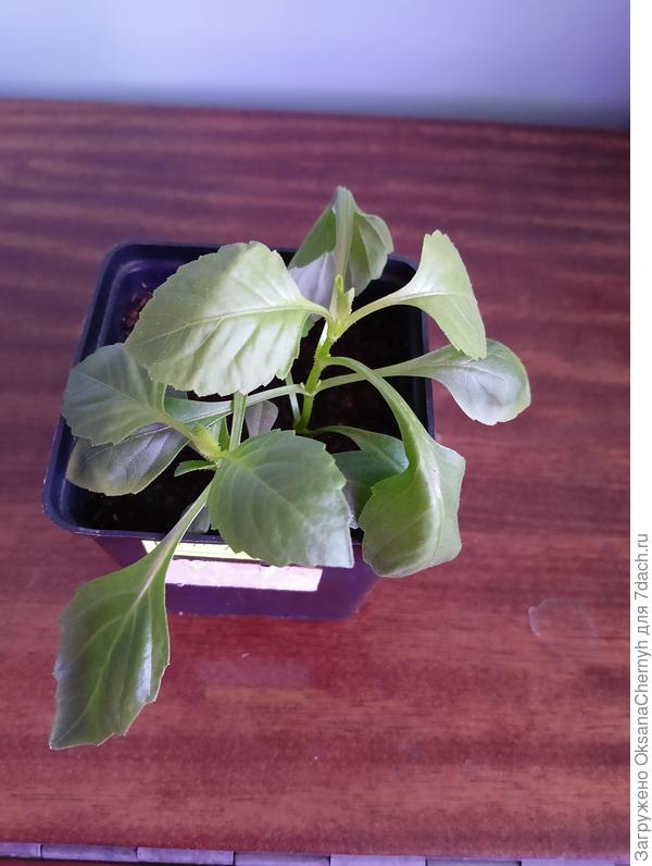 Из всех пакетов георгин только 2 всхода оперы😒.