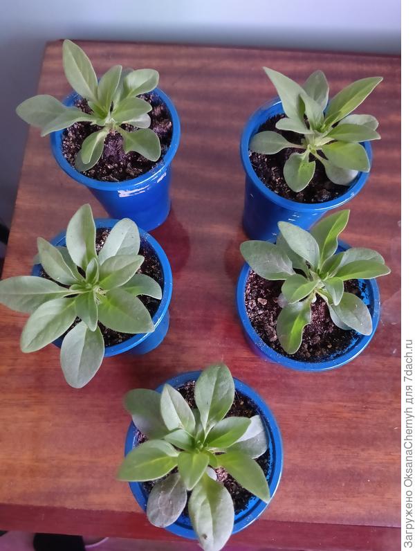 Из 5 семян взошо 5!