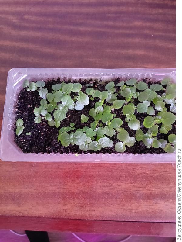 Хорошо взошёл агератум "Голубая норка". Пакет купила на Озоне и такая хорошая всхожесть! В прошлом году первый раз сеяла агератум именно этого сорта, была с ними незнакома. Соседка дала рассаду. И влюбилась! Всходов первоначально было ещё больше. Я прореживаю, чтобы им не тесно было.