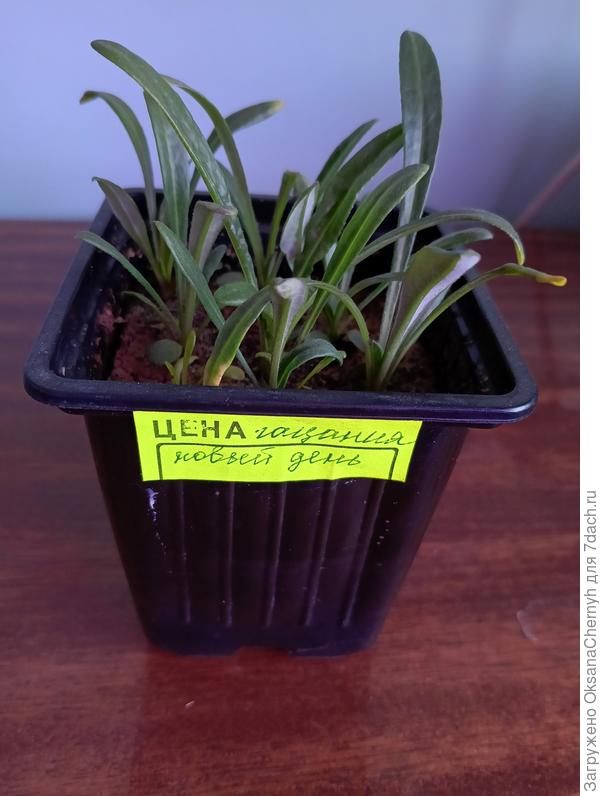 Хорошо взошла гарантия. Прочитала в одном чате, что у гацании жёсткой цветоносы не падают. Решила в этом году попробовать её. В 2023 году сеяла гацанию. Это был первый опыт. Я тогда не знала о тонкостях в сортах. Опыт был удачный, сорт был недорогой, цветоносы длинные. Но мне это не мешало ею любоваться. В этом году тоже хорошо взошла. Посмотрим летом на цветение.