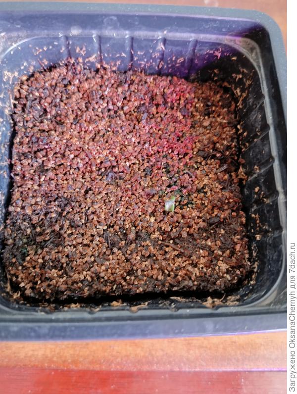 Рудбекия. Пустой горшок. Есть 1 всход малюсенький, но он даже семенную шапочку не может скинуть.